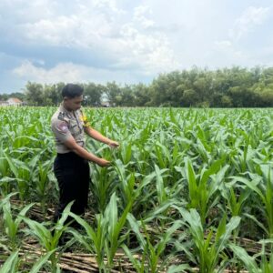 Mendukung Asta Cita Presiden di Bidang Pangan Bhabinkamtimas Desa Jatisari Polsek Senori Polres Tuban Monitoring Tanaman Jagung Warga Desa Binaan