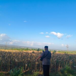 Polri Dukung Astacita, Bhabinkamtibmas Desa Ngawun Polsek Parengan Polres Tuban Cek Lokasi Tanaman Jagung milik petani Di Desa Ngawun Kec. Parengan