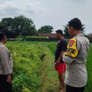 Polsek Plumpang Polres Tuban Turun Langsung Cek Tanaman Jagung Warga