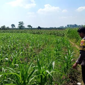 Polsek Grabagan polres Tuban Polda Jawa Timur Dukung Penuh Swasembada Pangan Presiden Prabowo Melalui Pendampingan Petani