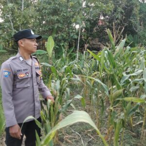 Kanit Binmas Polsek Kenduruan Polres Tuban Turun Langsung Cek Tanaman Jagung Warga, Dukung Astacita Ketahanan Pangan Nasional