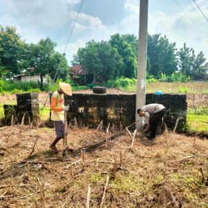 Polsek Jatirogo Polres Tuban tanam bibit jagung bersama Petani di lahan produktif milik warga Desa Sugihan