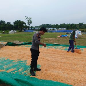 Dukung Ketahanan Pangan, Polsek Bancar Monitoring Proses Pasca-Panen Jagung di Desa Tergambang