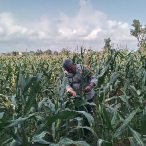 Anggota Bhabinkamtibmas Polsek Jenu Polres Tuban Turun ke Ladang, sambang lahan pertanian.