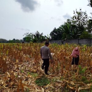 Polri Dukung Astacita, Polsek Semanding Polres Tuban Turun Cek Tanaman jagung milik Warga di Desa Ngino