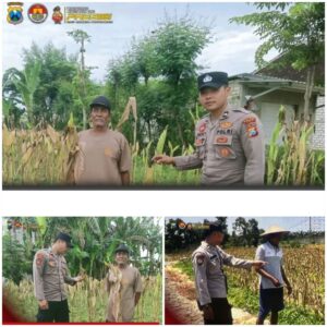 Polsek Soko polres Tuban Polda Jawa Timur Bergerak! Dukung Penuh Swasembada Pangan Presiden Prabowo Melalui Pendampingan Petani