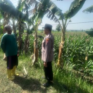 Polri Dukung Astacita, Polsek Rengel Polres Tuban Turun Cek Tanaman Jagung Warga di Desa Pekuwon
