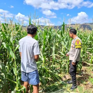 PANTAU LAHAN JAGUNG WARGA, DORONG PEMANFAATAN PEKARANGAN UNTUK PERKUAT KETAHANAN PANGAN