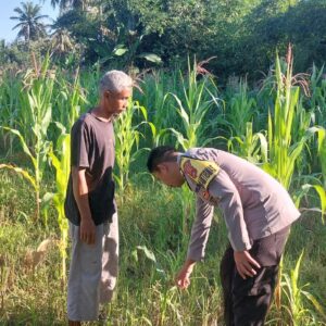 Dampingi Petani di Buin Baru, Bhabinkamtibmas Desa Buin Baru Tinjau Ketahanan Pangan Lokal