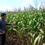 Polsek Grabagan polres Tuban Polda Jawa Timur Dukung Penuh Swasembada Pangan Presiden Prabowo Melalui Pendampingan Petani