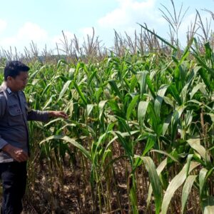 Polsek Grabagan polres Tuban Polda Jawa Timur Dukung Penuh Swasembada Pangan Presiden Prabowo Melalui Pendampingan Petani