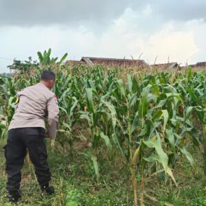 Polsek Jatirogo Pantau Ladang Jagung Warga Desa Dingil, Wujud Nyata Dukung Astacita