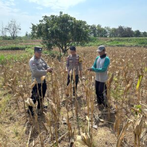 Dukung Ketahanan Pangan, Personel Polsek Bancar Monitoring Panen Jagung di Desa Cingklung