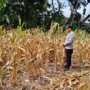 Polri Dukung Astacita, Polsek Semanding Polres Tuban Turun Cek Tanaman jagung milik Warga di Desa Ngino