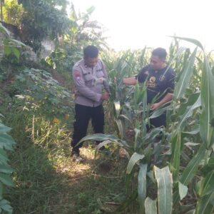 Anggota Bhabinkamtibmas Polsek Jenu Polres Tuban Turun ke Ladang, sambang lahan pertanian.