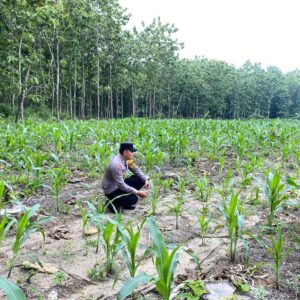 Bhabinkamtimas Desa Sendang Polsek Senori Polres Tuban Monitoring Tanaman Jagung Warga Binaan Dukung Program Ketahanan Pangan