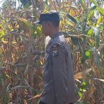 Polisi RW Kelurahan Kutorejo Sambangi Pekarangan Bergizi Warga untuk Dukung Ketahanan Pangan