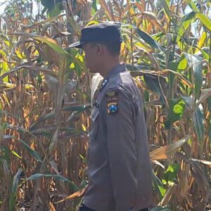 Dukung Astacita Presiden, Bhabinkamtibmas Polsek Widang Monitoring Pertumbuhan Tanaman Jagung