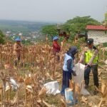 Polri Dukung Astacita, Polsek Rengel Polres Tuban Turun Cek Tanaman Jagung Warga di Desa Punggulrejo