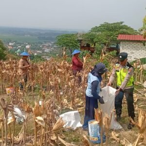 Polri Dukung Astacita, Polsek Rengel Polres Tuban Turun Cek Tanaman Jagung Warga di Desa Punggulrejo