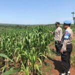 Polri Dukung Astacita, Polsek Merakurak Polres Tuban Turun Cek Tanaman Jagung Warga di Desa Tuwiri Kulon