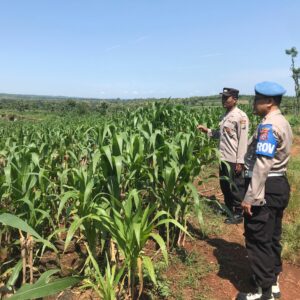 Polri Dukung Astacita, Polsek Merakurak Polres Tuban Turun Cek Tanaman Jagung Warga di Desa Tuwiri Kulon