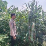 Polsek Singgahan Polres Tuban Turun Cek Tanaman jagung Warga di Desa Mulyorejo