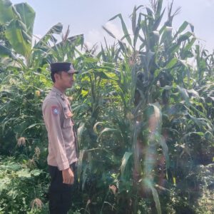 Polsek Singgahan Polres Tuban Turun Cek Tanaman jagung Warga di Desa Mulyorejo