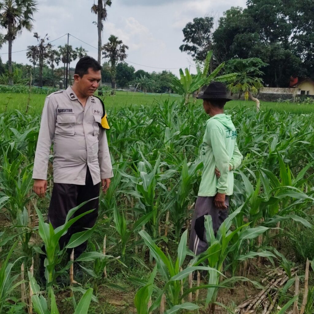 Polsek Plumpang Polres Tuban Turun Langsung Cek Tanaman Jagung Warga