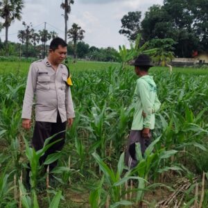 Polsek Plumpang Polres Tuban Turun Langsung Cek Tanaman Jagung Warga