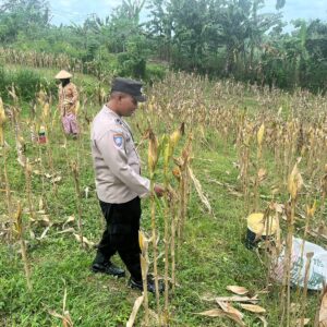 Polsek Bangilan Monitoring Tanaman Jagung di Desa Banjarworo sebagai Wujud Dukungan Ketahanan Pangan