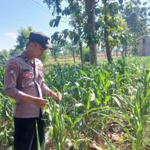 Polsek Tambakboyo Polres Tuban Turun Cek Tanaman jagung Warga di Desa Dikir