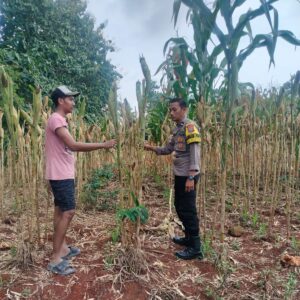 Polri Dukung Astacita, Polsek Palang Polres Tuban Turun Cek Tanaman jagung milik Warga di Desa Dawung