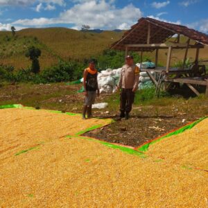 Bhabinkamtibmas Desa Jala Pantau Penjemuran Jagung, Dorong Ketahanan Pangan dan Kesejahteraan Petani
