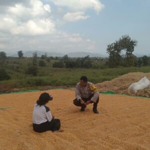 Pantau Hasil Panen Jagung, Bhabinkamtibmas desa Saneo Ajak Petani Salurkan Hasil ke Bulog dan Manfaatkan Pekarangan Produktif
