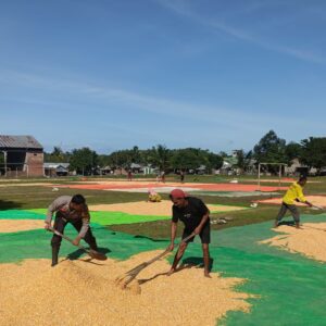 Bhabinkamtibmas Desa Mbawi Bantu Petani Jemur Jagung, Wujud Nyata Dukungan Polri terhadap Program Ketahanan Pangan