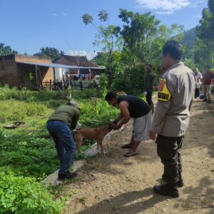 Cegah Penyebaran Penyakit pada Hewan, Bhabinkamtibmas Telaga Bertong Aktif Dampingi Program Vaksinasi Puskeswan