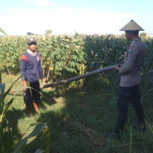 Anggota Bhabinkamtibmas Polsek Jenu Polres Tuban Turun ke Ladang, sambang lahan pertanian.