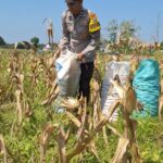 Bhabinkamtibmas Polsek Widang Pendampingan Petani Panen Jagung