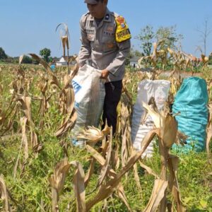 Bhabinkamtibmas Polsek Widang Pendampingan Petani Panen Jagung