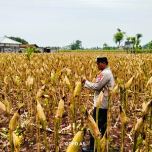 Polri Dukung Astacita, Polsek Merakurak Polres Tuban Turun Cek Tanaman Jagung Warga di Desa Tuwiri Kulon