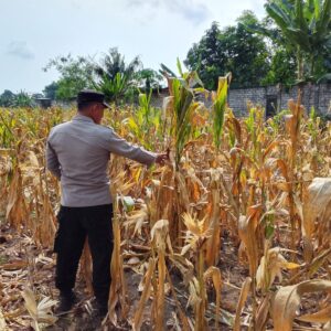 Polri Dukung Astacita, Polsek Semanding Polres Tuban Turun Cek Tanaman jagung milik Warga di Desa Ngino
