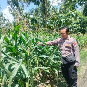 Polri Dukung Astacita, Polsek Palang Polres Tuban Turun Cek Tanaman jagung milik Warga di Desa Dawung