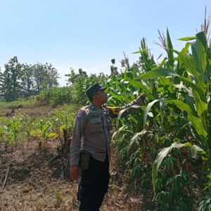 Dukung Astacita, Polsek Jatirogo Polres Tuban Pantau Langsung Lahan Jagung Warga Desa Jatiklabang