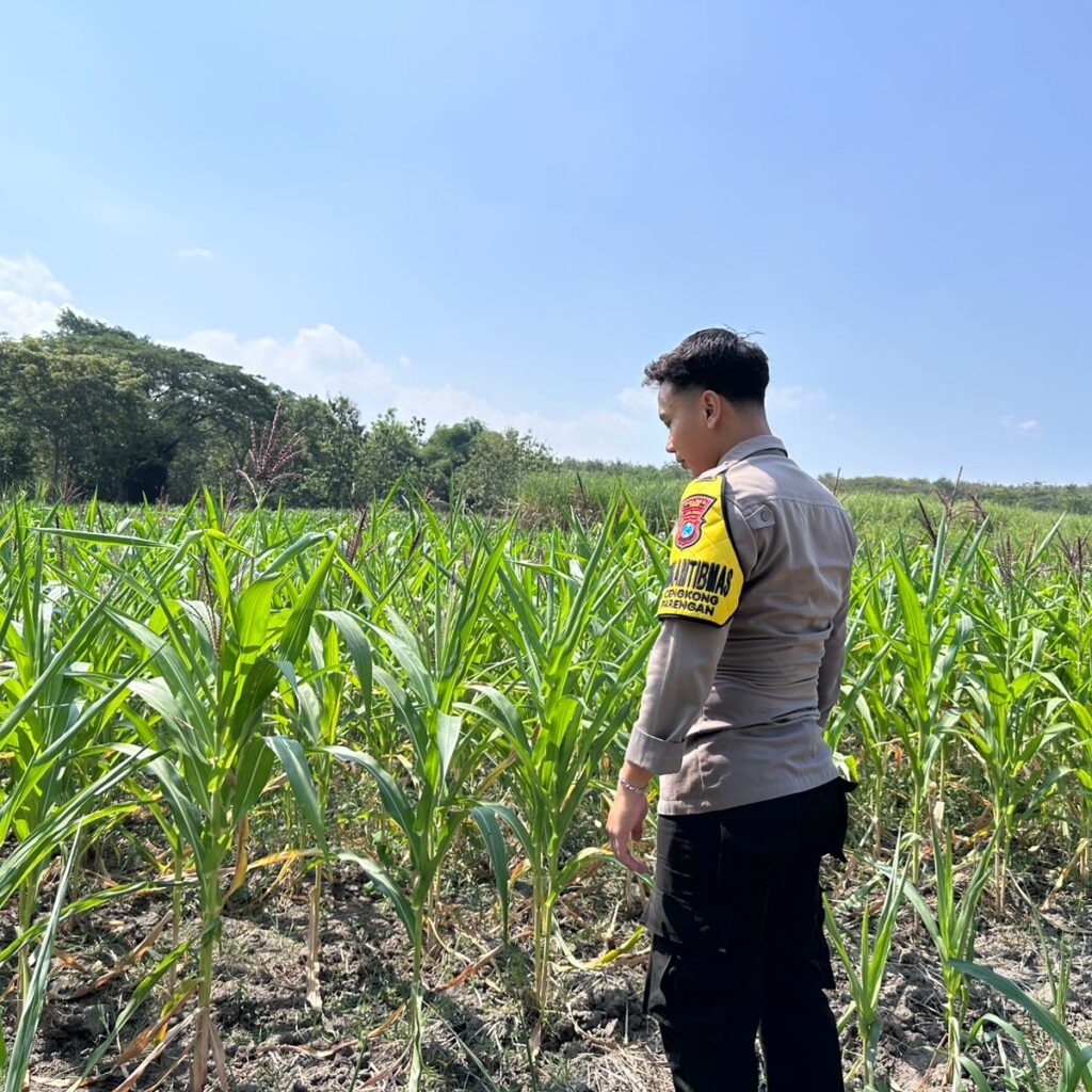 Dalam rangka Dukung Program Astacita, Bhabinkamtibmas Desa Cengkong Polsek Parengan Polres Tuban cek lokasi Tanaman Jagung milik petani di Desa Cengkong Kec. Parengan Kab. Tuban