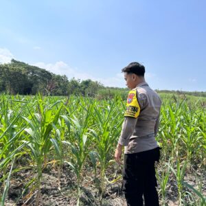 Dalam rangka Dukung Program Astacita, Bhabinkamtibmas Desa Cengkong Polsek Parengan Polres Tuban cek lokasi Tanaman Jagung milik petani di Desa Cengkong Kec. Parengan Kab. Tuban