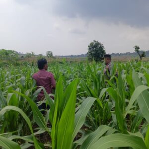 Polri Dukung Astacita, Polsek Grabagan Polres Tuban Turun Cek Tanaman jagung milik Warga di Desa Grabagan