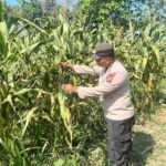 POLSEK BANGILAN DUKUNG KETAHANAN PANGAN MELALUI MONITORING TANAMAN JAGUNG WARGA