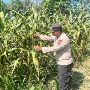 POLSEK BANGILAN DUKUNG KETAHANAN PANGAN MELALUI MONITORING TANAMAN JAGUNG WARGA