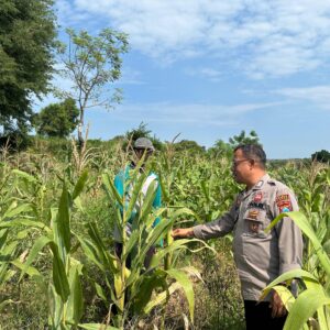 Bripka Nasri Anggota Polsek Bancar Polres Tuban Melaksanakan Monitoring Tanaman Jagung di Desa Tlogoagung